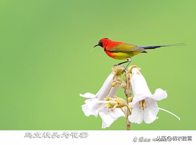 春词丽句桐花紫：郎似桐花，妾似桐花凤，​桐花凤啥样子？