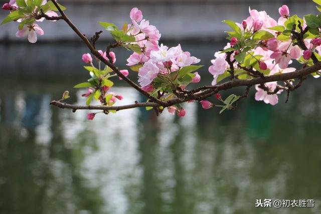 巴蜀名花说海棠：海棠花里鹧鸪啼，和杨贵妃有毛关系？