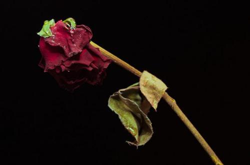浅析短篇小说《献给艾米丽的一朵玫瑰》里女主形象的三次变化