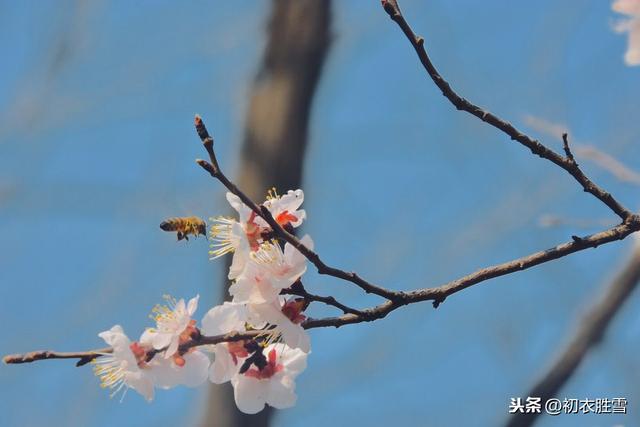 不可辜负的美景与唐诗：杏花时节在江南