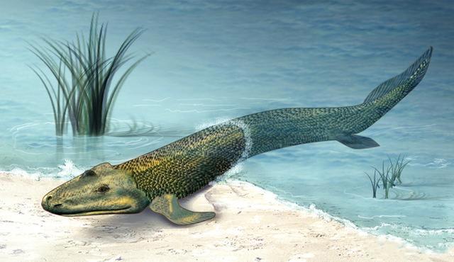 人类起源问题最大的骗局，存在100多年，3亿年前我们真是一条鱼？