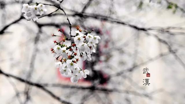 盘点中国樱花赏樱攻略指南！樱灿惊三月，如霞丽质柔
