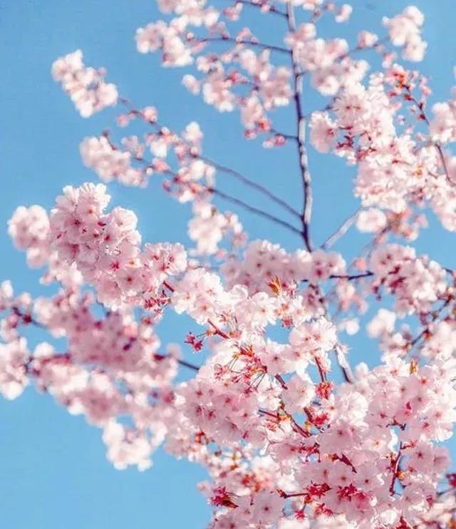盘点中国樱花赏樱攻略指南！樱灿惊三月，如霞丽质柔-爱读书