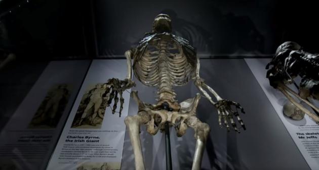 “南美雪人”化石被发现，体重超过一吨！表示史前存在过巨人？-爱读书