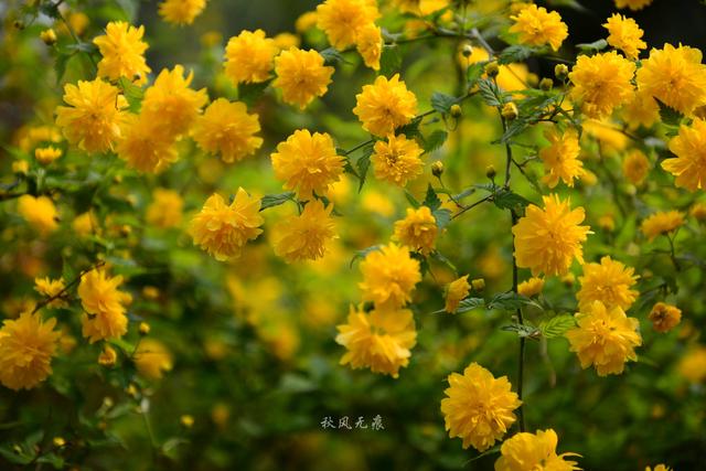 海棠粉、桃花红，沉浸在春花烂漫的古都里 ，与百花共舞