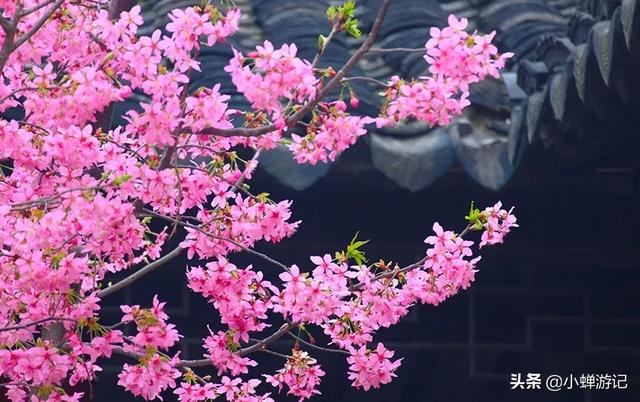 阳春三月苏州狮子林和拙政园的樱花已绽放枝头，花繁艳丽如云似霞