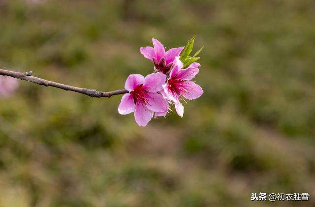 惊蛰物侯：两只黄鹂鸣翠柳，竹外桃花三两枝