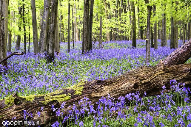 春天的蓝铃森林，一到花开的季节，成片的蓝色足以倾倒众生-爱读书