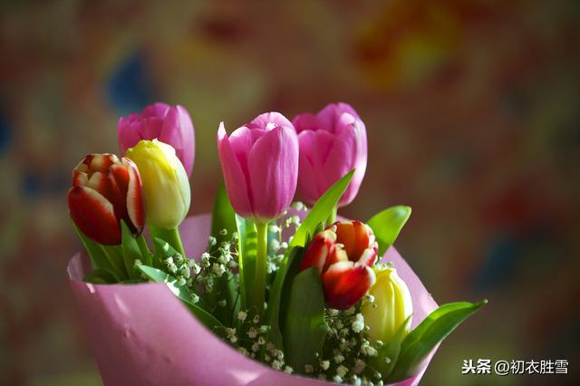 郁郁金香，古诗中的郁金香和现在的郁金香，有多大的区别？