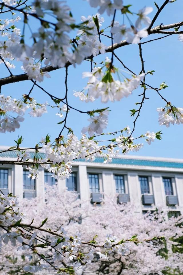 武汉大学壁纸 竖屏图片