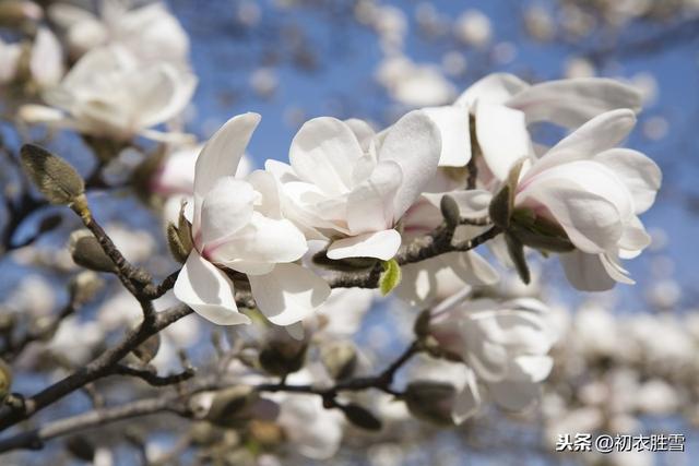 初春读诗：帘外辛夷定已开，开时莫放艳阳回，辛夷是什么花？