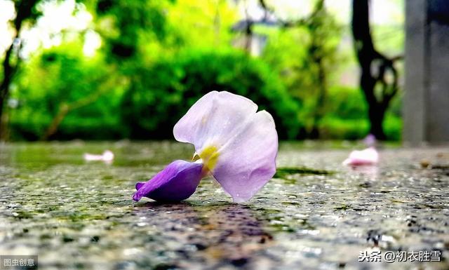 春深名句说落花：一夜风雨声，花落知多少