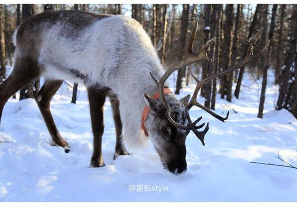 中国最后的狩猎部落，唯一的驯鹿之乡，游客慕名而来