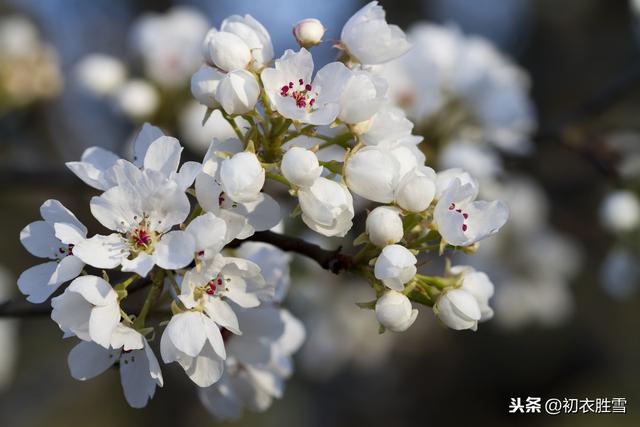 陆游梨花诗读，好个梨花，醉袖迎风雪一杈