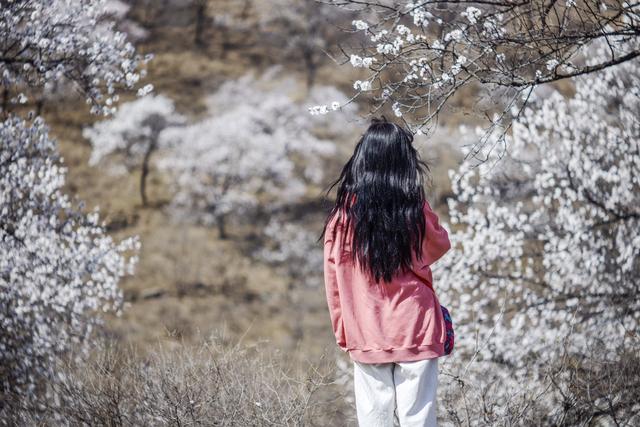 又见山野杏花开，秋季赏红叶处，如今雪花漫山