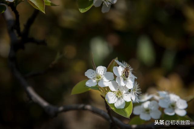 纳兰词读：为什么说纳兰性德，魂在梨花与回廊？