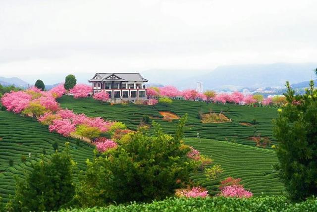 这儿的樱花唤醒了好春光，花开绵延万里，漫山遍野次第盛开