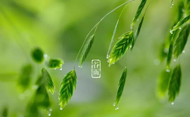 谷雨 | 暮春，将夏