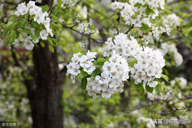 梨花为什么叫，寒食之花，清明之花？