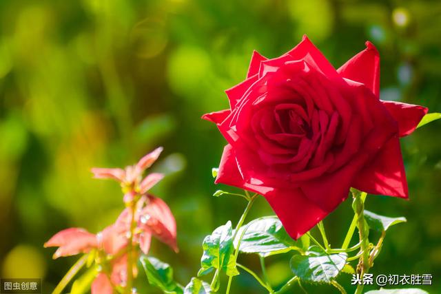 大观园的探春被称为玫瑰，是不是暗示着她会成为外国王妃？
