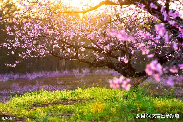 桃之夭夭，灼灼其华。之子于归，宜其室家.