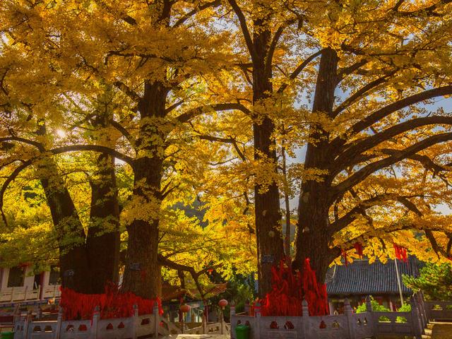 河南这座百年古寺，4月百花齐放，宛若人间仙境