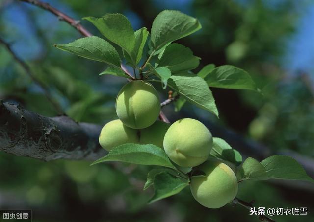 晚春诗词名句：雨轻风色暴，梅子青时节