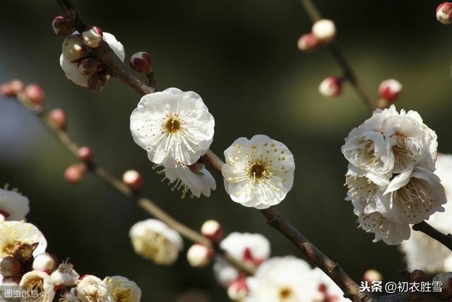 再探李商隐的《残花》，宝钗无日不生尘，他是说的牡丹花吗？