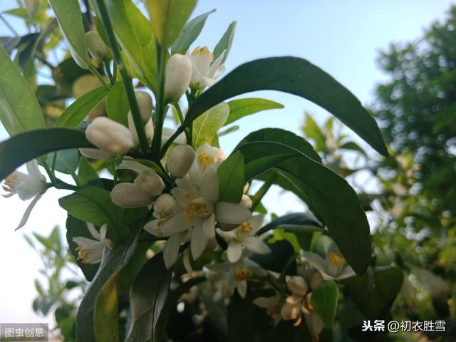 编外花信风：南国有嘉树，橘花风信满院香