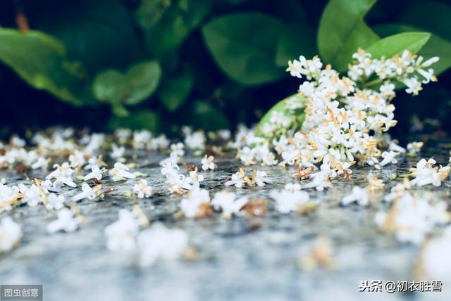 清明节气读词：听风听雨过清明，愁草瘗花铭