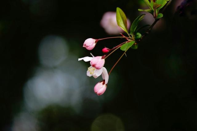 春日读诗：被人遗忘的花朝节，百花生日是今朝