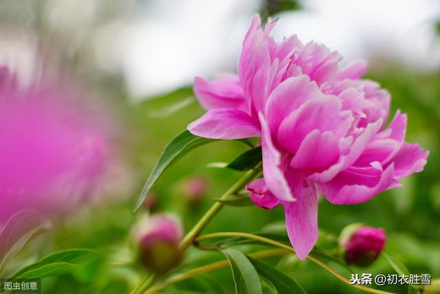 什么是芍药之约，又为什么芍药花又叫做离草，将离？