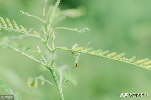 为什么说野豌豆苗，就是诗经《采薇》的“薇”？