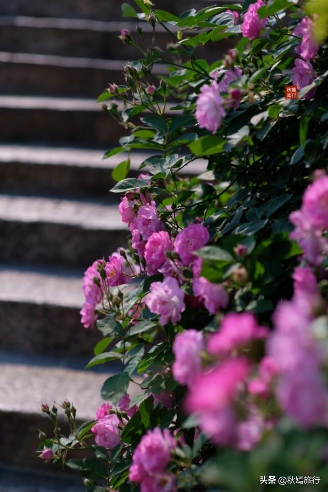 常熟百年古桥聚福桥，蔷薇簇拥，清香芬芳，小街巷诗意盎然