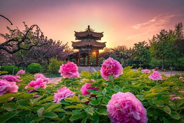 中国八大花你都见过吗？林芝桃花、丹巴梨花、昆明蓝花楹