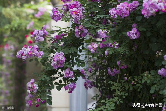 谷雨节气花事：牡丹丛中，蔷薇花下