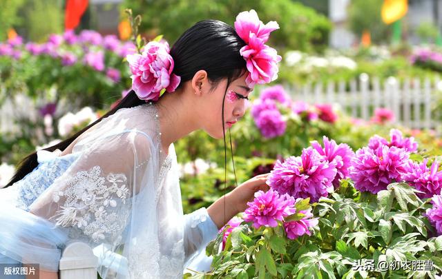 谷雨节气说牡丹：牡丹谷雨初晴后，一朵千金粉香透