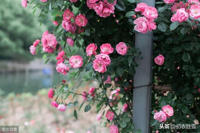 十二花神之四月蔷薇：花到蔷薇明艳绝，红锦蔷薇映烛开