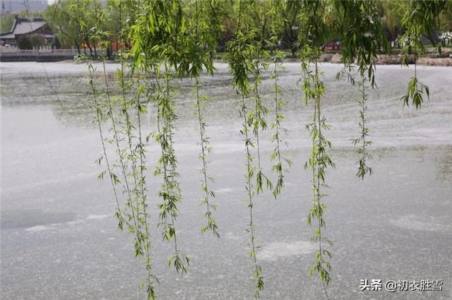 晚春柳絮飞，春城无处不飞花，难道古人们就不过敏吗？