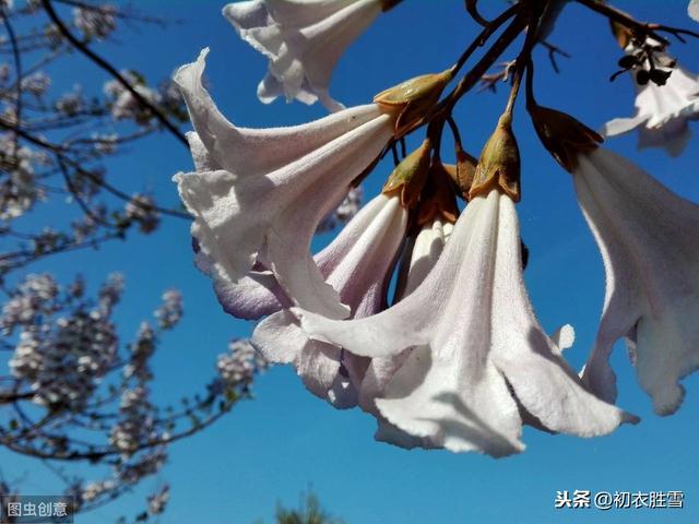 胡兰成丽句：桐花万里路，连朝语不息