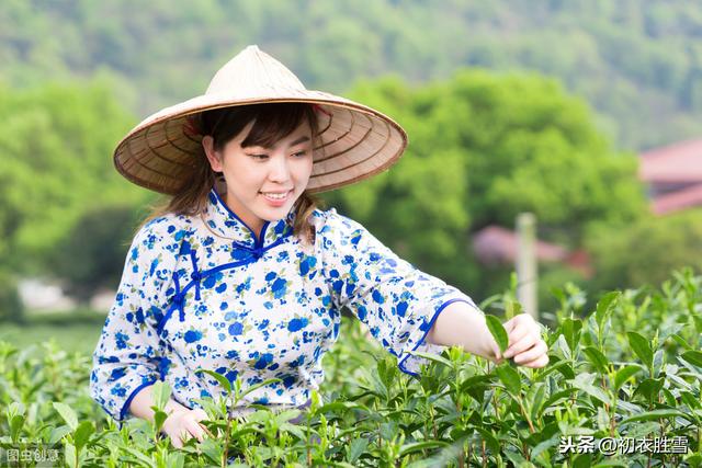 谷雨节气谷雨茶：诗写梅蓊月，茶煎谷雨春