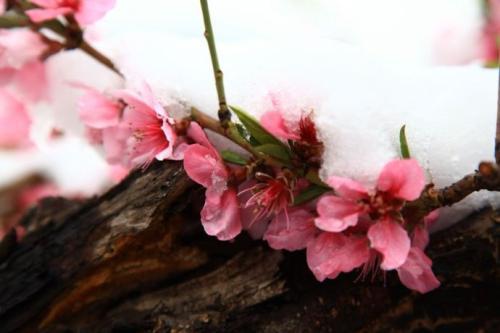 桃花雪，落在了思念的城