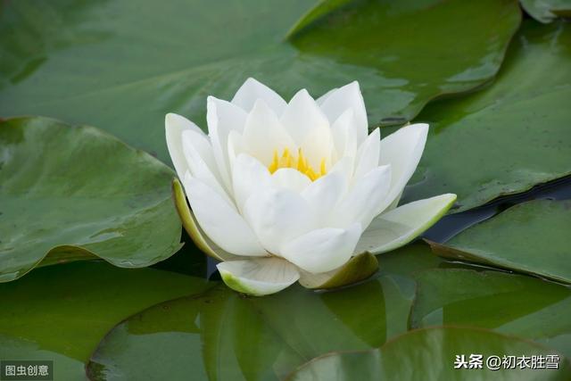 睡莲的前生：嗷嗷鹿鸣，食野之苹