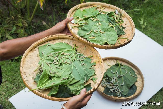 采桑女和采莲女：为什么走着走着，我们的命运就不同了？