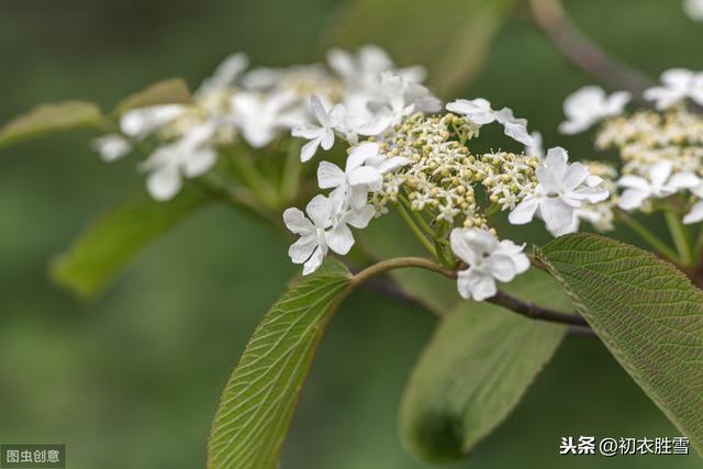 琼花开处照春风