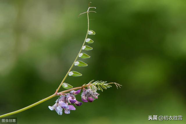 为什么说野豌豆苗，就是诗经《采薇》的“薇”？