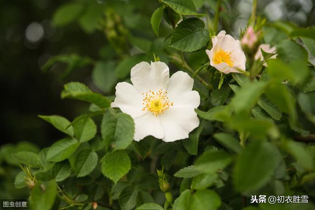 晚春花事说荼蘼：最撩人春色是今天，是睡荼蘼抓了裙钗线