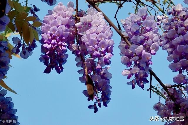暮春之紫说紫藤：紫式部的源氏物语，与紫藤花下渐黄昏的交感之美