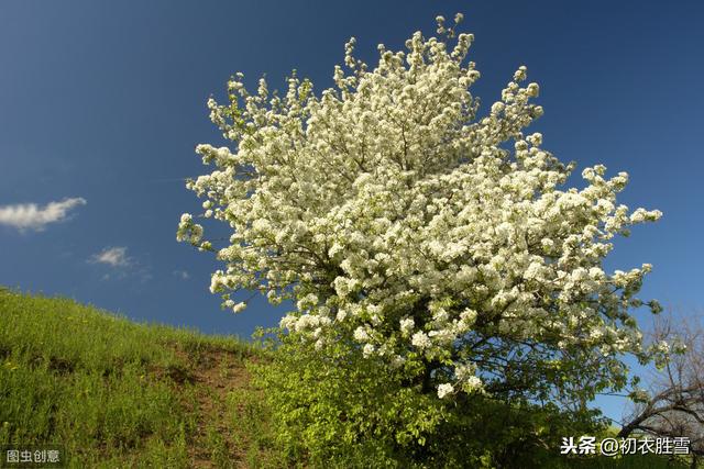 二十四节气诗之清明：清明三月节，山水正光华