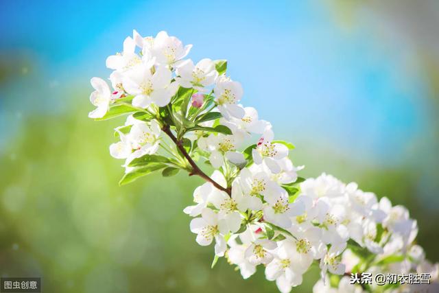 梨花为什么叫，寒食之花，清明之花？